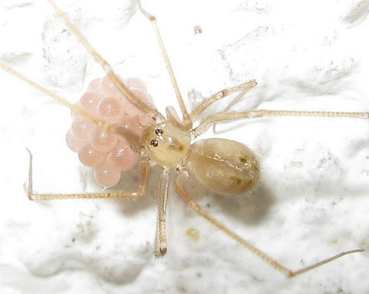 Spermophora senoculata